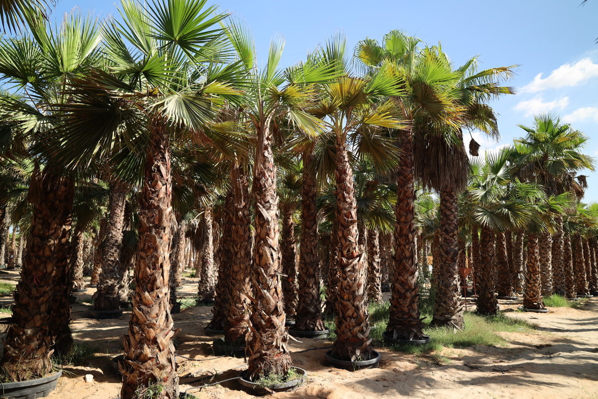 WASHINGTONIA ROBUSTA
