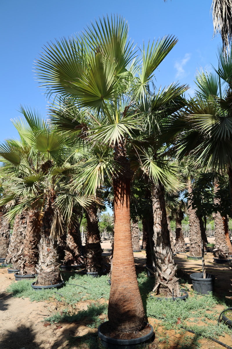 WASHINGTONIA ROBUSTA