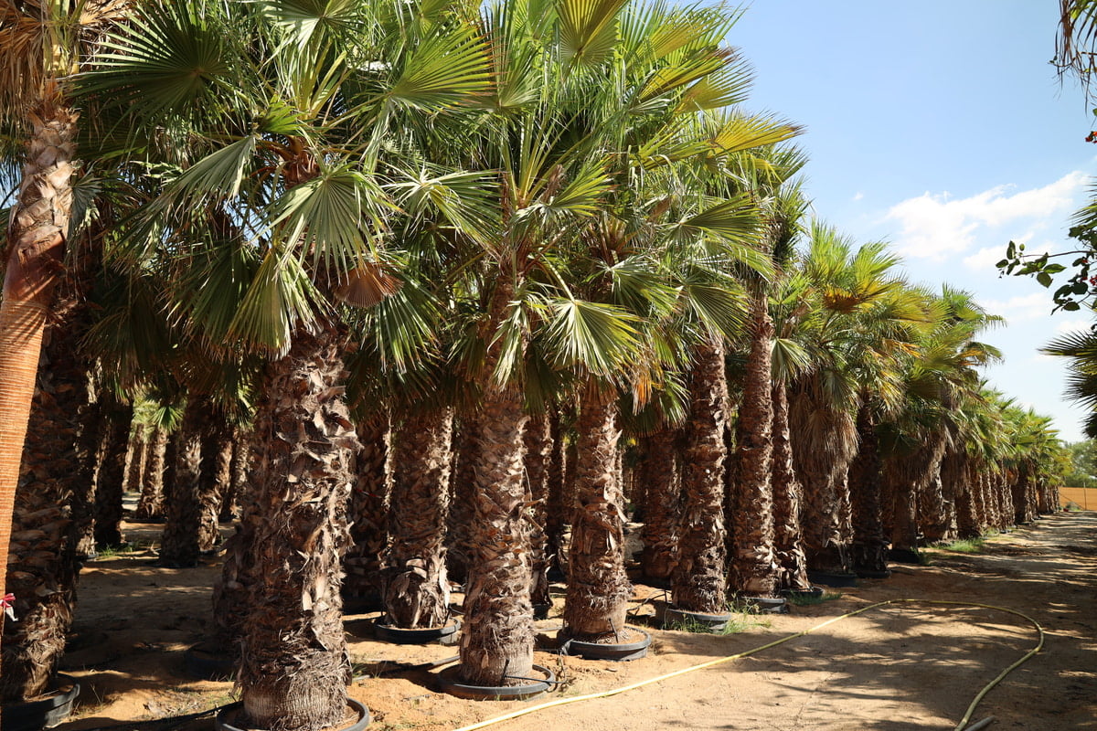 WASHINGTONIA ROBUSTA