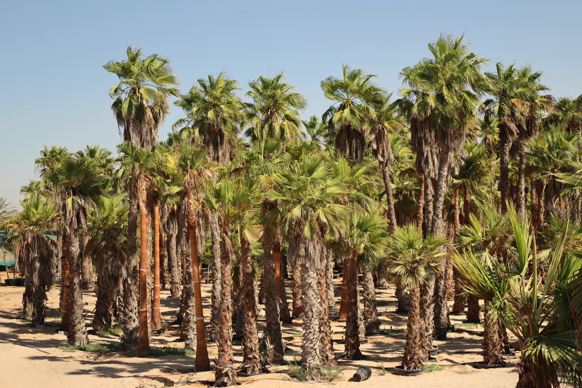 WASHINGTONIA ROBUSTA